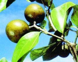 馬錢子中毒 馬錢子中毒