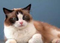 布娃娃貓 布娃娃貓