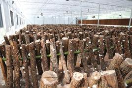 椴木銀耳 椴木銀耳