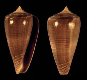 單色芋螺 單色芋螺