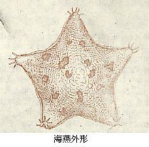 海燕[棘皮動物]