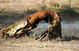 鹿死誰手 鹿死誰手