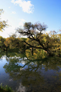 大楊山森林公園