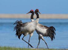 珍稀瀕危陸生動物