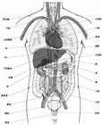 人體主要器官