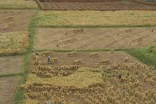 河西村收穫季節