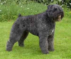 法蘭德斯畜牧犬