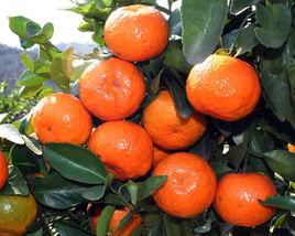 清遠沙糖桔 清遠沙糖桔