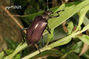 大擬步行蟲 大擬步行蟲