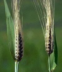 黑粉菌綱 黑粉菌綱