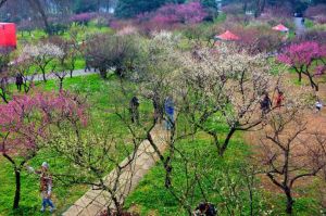 武漢東湖磨山梅園 武漢東湖磨山梅園