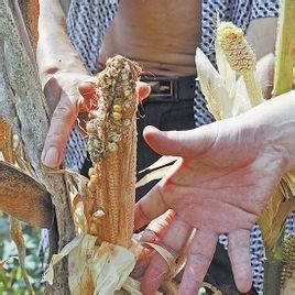 東單4243 東單4243