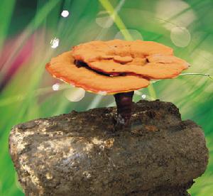 “仙芝1號”原木赤靈芝