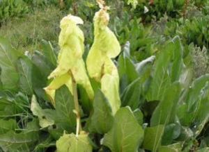 雲南大黃 雲南大黃