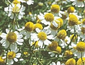 除蟲菊種子 除蟲菊種子