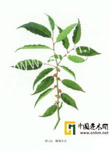 鈴木冬青 鈴木冬青