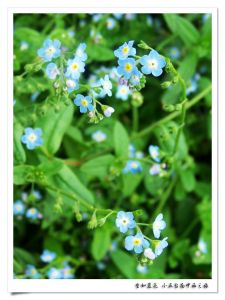 勿忘草屬