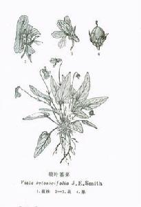 戟葉堇菜 戟葉堇菜