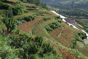 下龍骨村-村民種植的高梁
