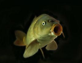 微山湖四鼻鯉魚 微山湖四鼻鯉魚