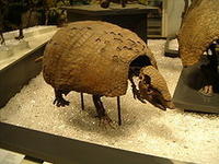 荷氏獸屬的Holmesina Occidentalis