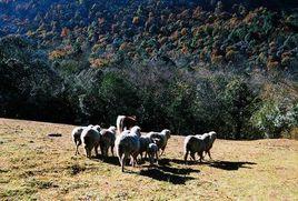 師宗菌子山 師宗菌子山