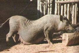 五指山豬 五指山豬