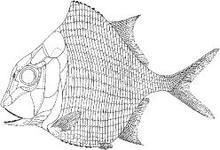 褶鱗魚亞目 褶鱗魚亞目