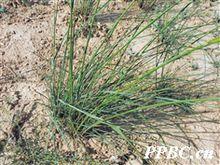 醉馬草 Achnatherum inebrians