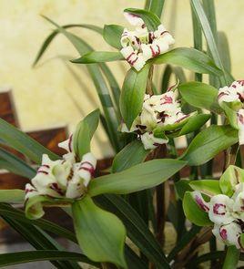 飛天鳳凰 飛天鳳凰