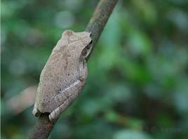 斑腿泛樹蛙 斑腿泛樹蛙