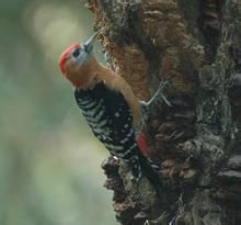 棕腹啄木鳥南亞亞種 棕腹啄木鳥南亞亞種