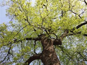 金雞村[湖南省衡陽市祁東縣白鶴鋪鎮下轄村]