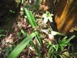 少穗割雞芒 少穗割雞芒