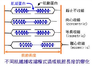 肌肉收縮蛋白質 肌肉收縮蛋白質