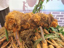 金狗毛蕨 金狗毛蕨