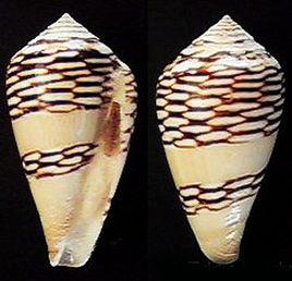 竹雕芋螺 竹雕芋螺