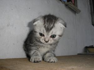 （圖）蘇格蘭折耳貓