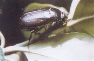 影等鰓金龜 影等鰓金龜