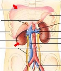 肝腎同源 肝腎同源