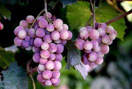 烏海葡萄 烏海葡萄