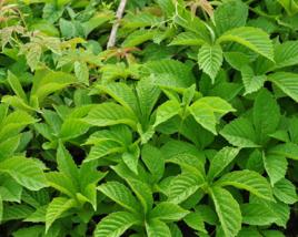 五葉壁藤 五葉壁藤