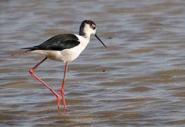 黑翅長腳鷸 黑翅長腳鷸