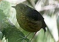 斑胸蟻鶇 斑胸蟻鶇