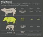 該圖是不同物種豬體重和體長標準，從上至下分別是：人工飼養的約克豬；森林巨豬；歐亞野豬；侏儒野豬