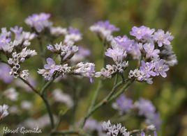 小星辰花 小星辰花