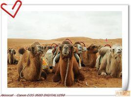 青海駱駝 青海駱駝