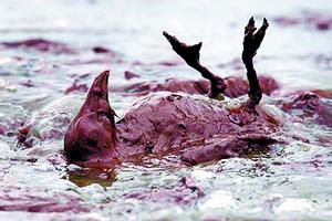 漏油破壞生態環境