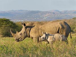 犀牛[犀科動物的統稱]