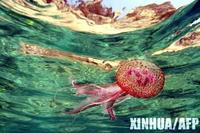 大紅水母 大紅水母